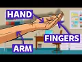 Learn Body Parts with Flash Cards