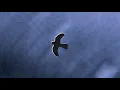 Daniel Lanois - Sioux Lookout (Mijo Remix)