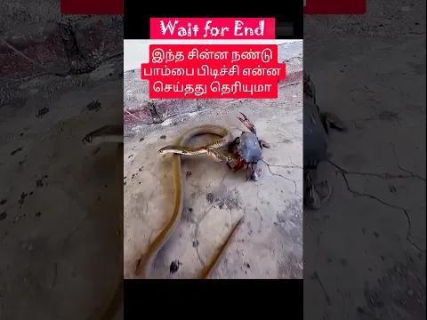 இந்த சின்ன நண்டு பாம்பை பிடிச்சி என்ன செய்தது தெரியுமா #snake #hunting #shorts