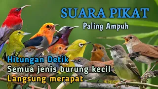 suara pikat semua jenis burung kecil paling ampuh 2026