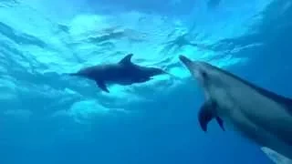 SV Delos – Playing with Dolphins!