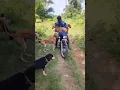 Download Lagu chippiparai hi whatsapp status Tamil 🔥 #chippiparai #dog #tamil #animal #cute #hunting #pets #kanni
