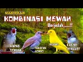Lagu MASTERAN KOMBINASI MEWAH‼️ Kapas Tembak • Sikatan Londo • Kenari • Cucak Jenggot | Jernih Berjedah