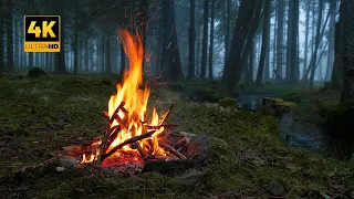 4K Campfire in foggy Forest by the River 100 Authentic Sounds