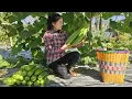 Lagu 17-Year-Old Girl's Journey to Harvest Giant Pumpkins \u0026 a Touching gift from her Loving Husband?