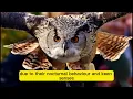 Owl Tattoo Meaning