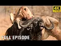 PREDATOR VS PREY Nature s Most Savage African Clash WILDLIFE DOCUMENTARY