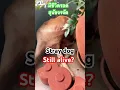 Download Lagu Dog #thailand #funny #shorts