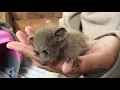 Bush Baby Baby New Arrival At The Vervet Monkey Foundation