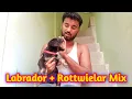 Labrador Rottweiler mix breed Rottweiler Labrador mix breed Labrottie or Rottador