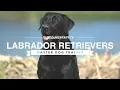 The Surprising Truth About Labrador Retrievers Nobody Tells You