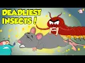 Deadliest Insects in the World Centipede vs Earwig Dangerous Insects Bugs Dr Binocs Show