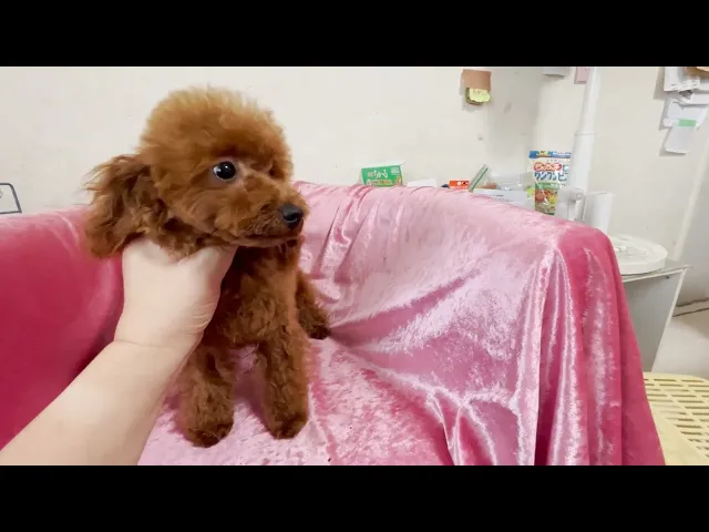 動画