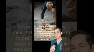 Is it safe to pet possums