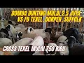 Download Lagu CROSS TEXEL MULAI 750K, BUNTING VS FB MULAI 2.5 JT, HARGA DOMBA TERBARU NUSANTARA JAYA Farm❤️‍🔥❤️‍🔥