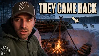 Snow Shelter VS Pack of Wolves