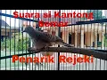 Download Lagu Suara Perkutut Kantong Semar Katuranggan Penarik Rejeki