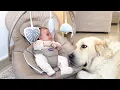 Lagu My Dog Loves Newborn Baby!