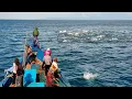 Download Lagu Jaring lingkar, Luar biasa gak di sangka dapat banyak ikan cakalang, begini prosesnya