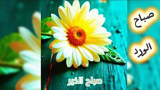 كن ممتنا للحظة التي تعيشها لإنها لن تعود صباح الخير حالات واتس ستوريات الصباح صباح الورد والياسمين 