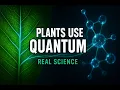 Quantum Biology and Photosynthesis How Plants Use Impossible Physics
