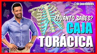 LA CAJA TORÁCICA ‼️  #Anatomía