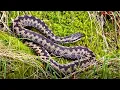 Adders - Amazing Footage of Venomous Snakes in the North Yorkshire Moors, UK - 4K
