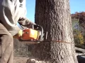 Lagu stihl chainsaw cutting big oak tree down ms-290 farmboss