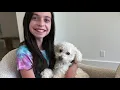 Oakley - Arizona Poodle Rescue From Abandoned to Adored