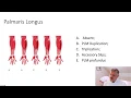 Download Lagu Carpal Tunnel Syndrome - Trigger Point of the Week