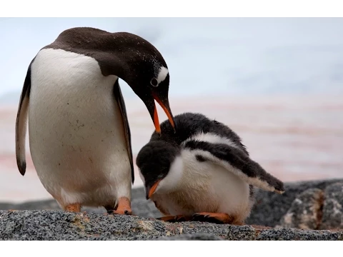 THE PENGUIN COUNTERS trailer (from Getzels Gordon Kickstarter campaign)
