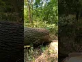 Download Lagu Can we pull this big red oak over?