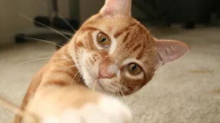Cat vs Random Inanimate Objects!