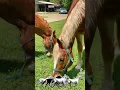 Horsey time in Cypress Texas USA