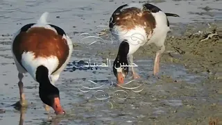 صوت الشهرمان او ام جامل 