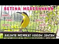 Download Lagu SOGON BETINA CUIT CUIT MEMANGGIL JANTAN 💯% AMPUH UNTUK PANCINGAN SOGON AGAR BUNYI