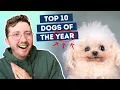 Download Lagu The Best Dogs of 2025 (so far)