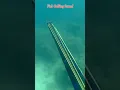 Suara pemanggil ikan|fish calling sound|spearfishing