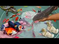 Mancing ikan hias dikolam, ikan lele besar, ikan koi, ikan cupang, kura-kura, ikan mas, bebek