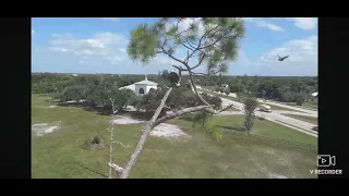 SWFL Bald Eagles 10 25 2025 