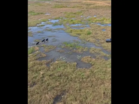 Helicopter Feral Pig Shooting in Australia | Northern Territory Pig Control