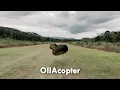 15 "OIIAOIIA Cat" Sound Variations in 30 Seconds