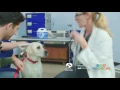 VIP Petcare Commercial
