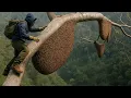 Download Lagu Giant Tree, Wild Bees, and No Fear – Real Jungle Honey Harvest!