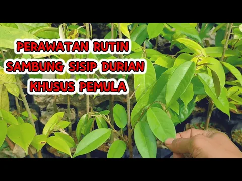 Download MP3 PERAWATAN RUTIN SAMBUNG SISIP DURIAN KHUSUS PEMULA