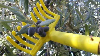 أفضل طريقة لقطف الزيتون في العالم 