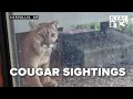 Multiple cougar sightings confirmed in Corvallis