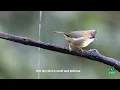 Download Lagu Whiskered Yuhina#wildlife#natural #Birds#thailand