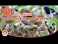 Download Lagu 93 Jenis Burung Endemik di Pulau Kalimantan dan sekitarnya.