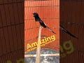 Download Lagu Tembakan Love Bird Panjang #Shorts